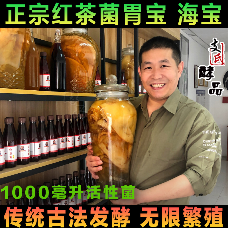 正宗老坛红茶菌母菌种海宝胃宝茶饮料制作醋酸菌康普茶支氏酵品