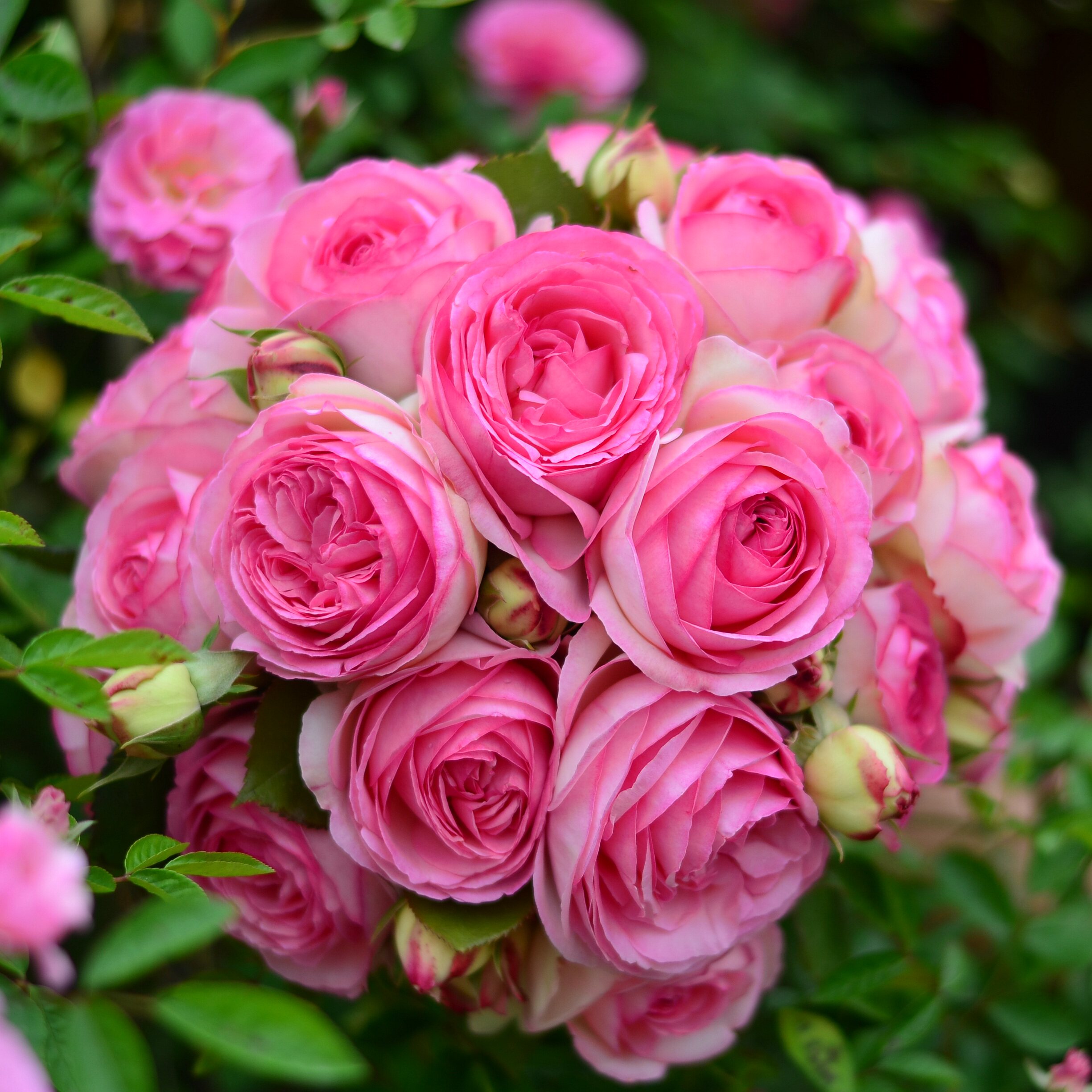 虹越月季花苗灌木爬藤月季花苗阳台龙沙宝石蓝月石庭院花卉盆栽