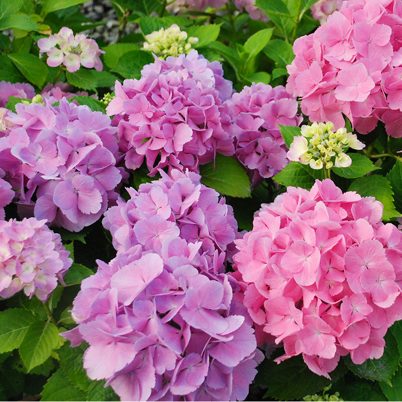 虹越园艺家 绣球花 蒂亚娜 1加仑盆栽花苗 家庭阳台庭院花卉植物