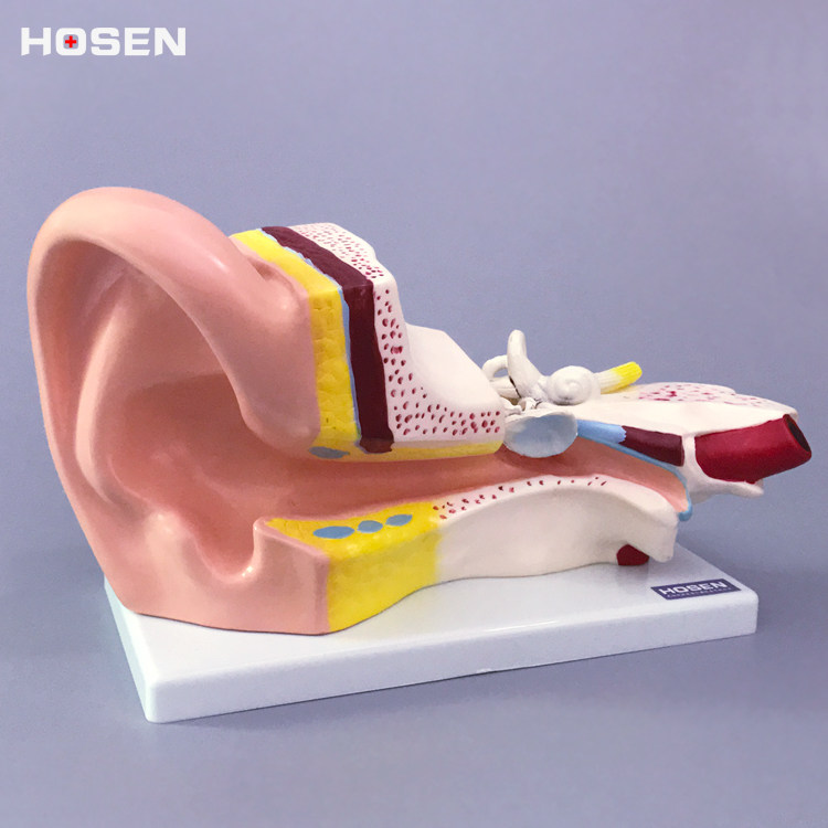 人耳模型人体耳解剖结构耳道采耳外中内耳朵听觉耳鼻喉科器官教学