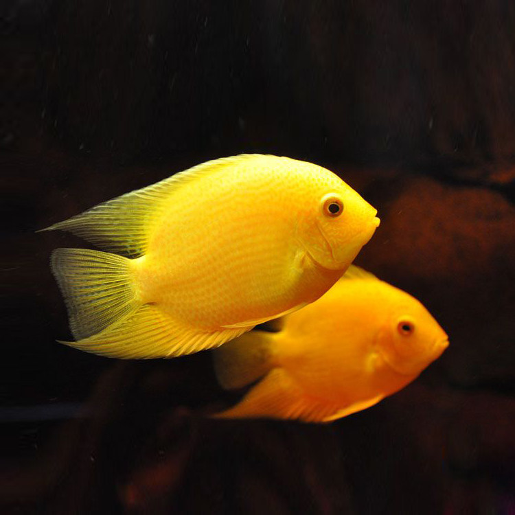 混养热带鱼品牌精品汇聚_价格大全 pc版 第38页-最宠网