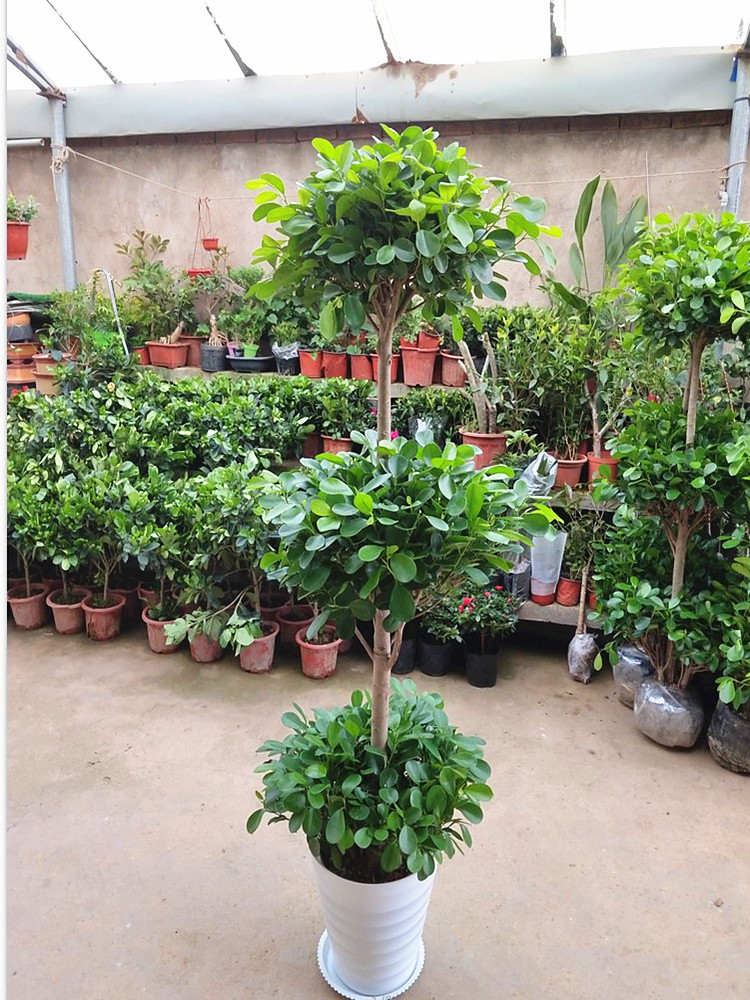 摇qian树盆栽大绿植富贵荣华金钱树盆景室内植物办公会议室