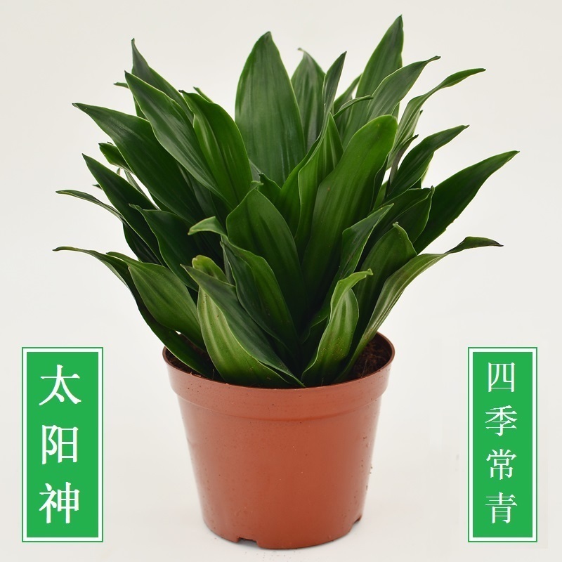 Aoba Sun god Potted plant Office flowers and plants Potted plant to work in an office desktop Hydroponics Botany Potted plantin the Flower delivery/Flowers simulation/Plants gardening , Flowers/Potted plants (New) , Plants category - from Buy2taobao.com to provide professional Taobao agent buy service