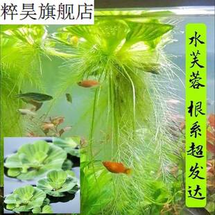 水芙蓉苗浮萍水草植物造景净化水质的养龟缸养鱼缸用品漂浮水葫芦