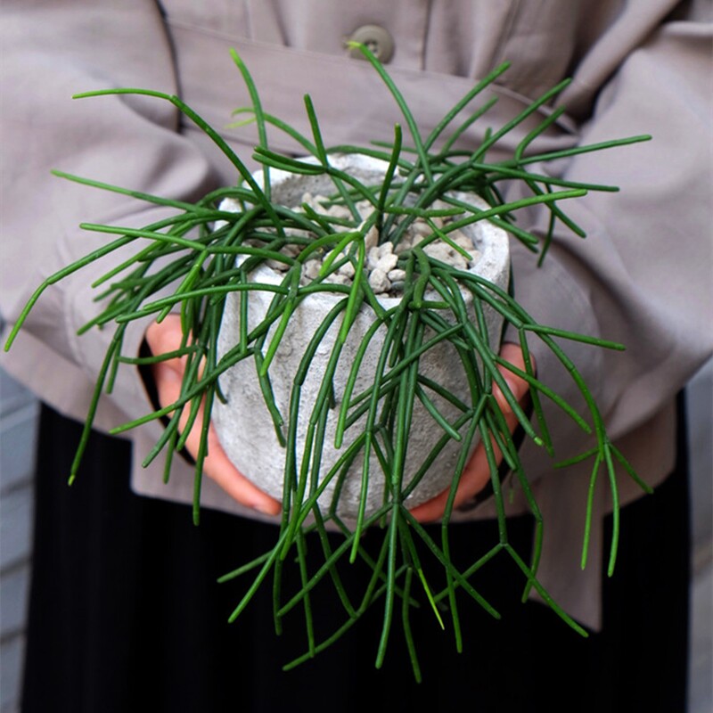 细叶丝苇雨林缸绿植无穷小亮推荐家庭盆栽好养吊篮仙人掌花卉造景