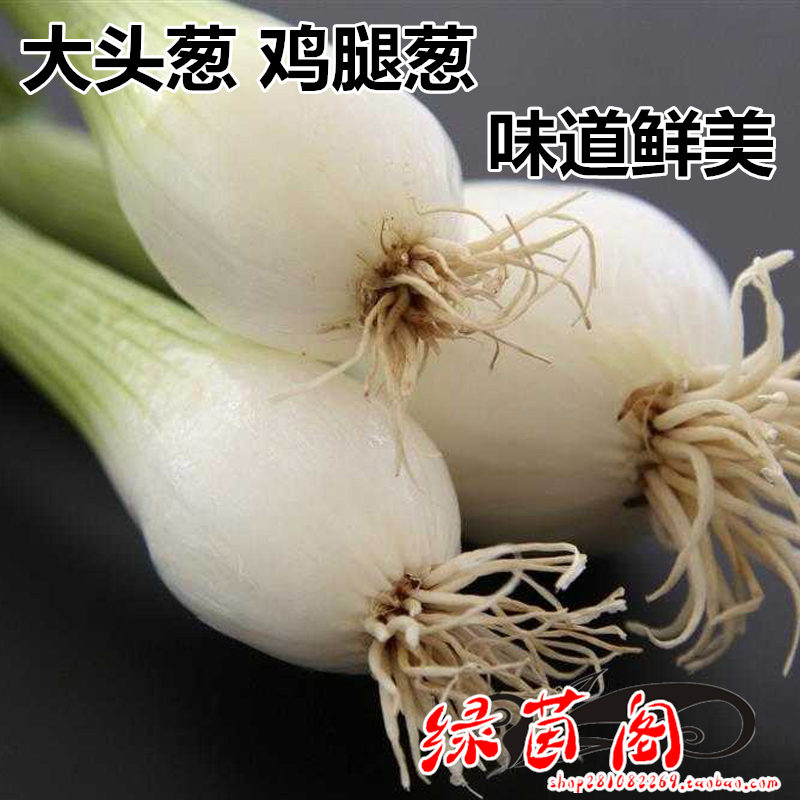 长白鸡腿葱大头葱籽洁白肉厚蔬菜种
