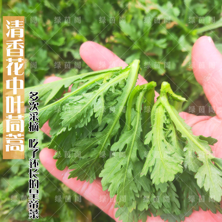 中叶茼蒿种籽大叶蒿菜四季阳台盆栽蔬菜秋播小叶高杆皇帝菜种孑子