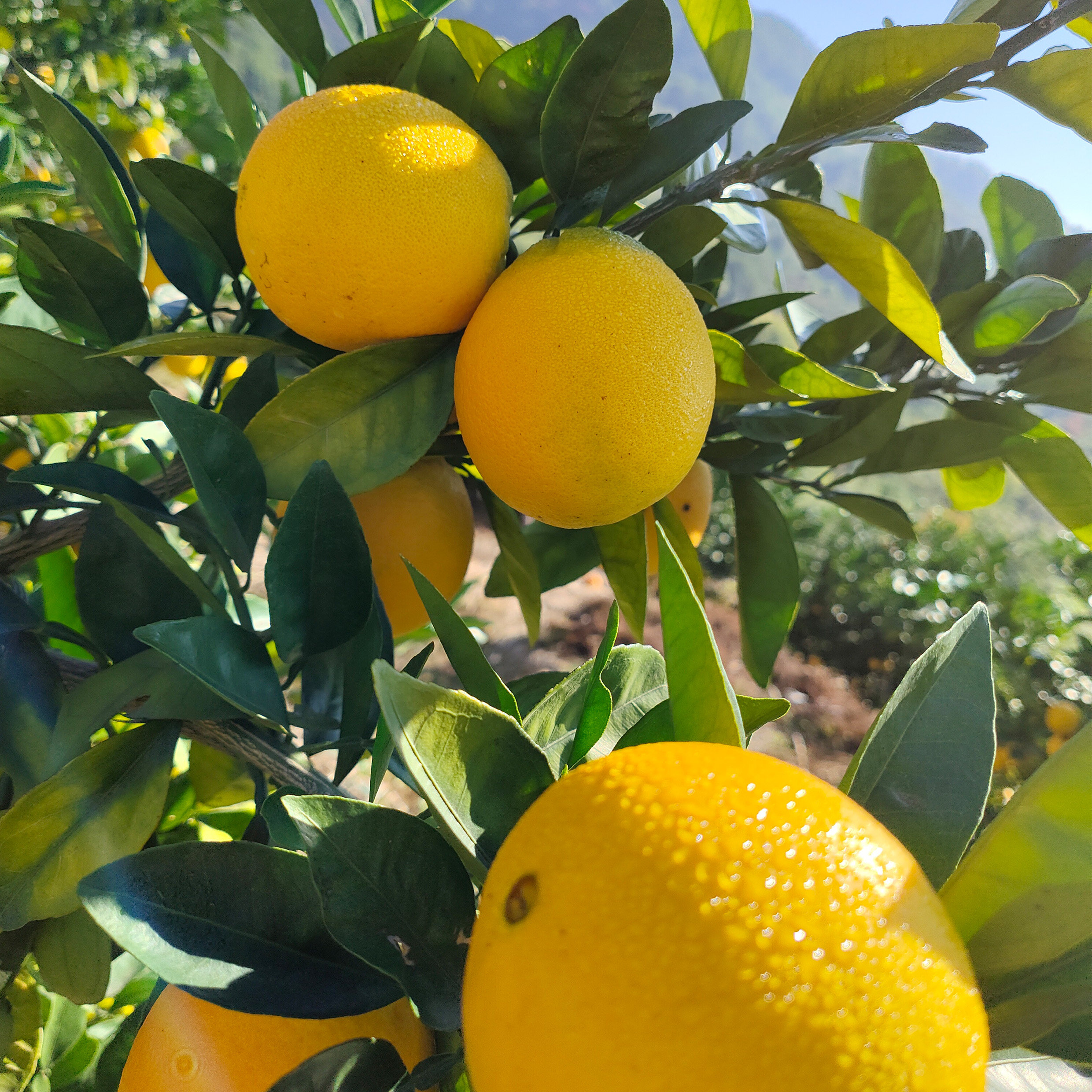 9正宗赣南脐橙产地直发10斤装现摘大橙子新鲜当季水果已售0新品淘宝