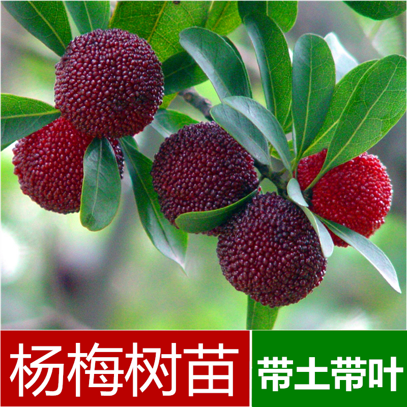 杨梅树苗嫁接六月东魁杨梅带泥带叶南方杨梅果树苗广西容县发货在类目 鲜花速递/花卉仿真/绿植园艺, 花园植物/行道树/果树, 果树中 - 来自Buy2taobao.com提供专业的淘宝代购服务
