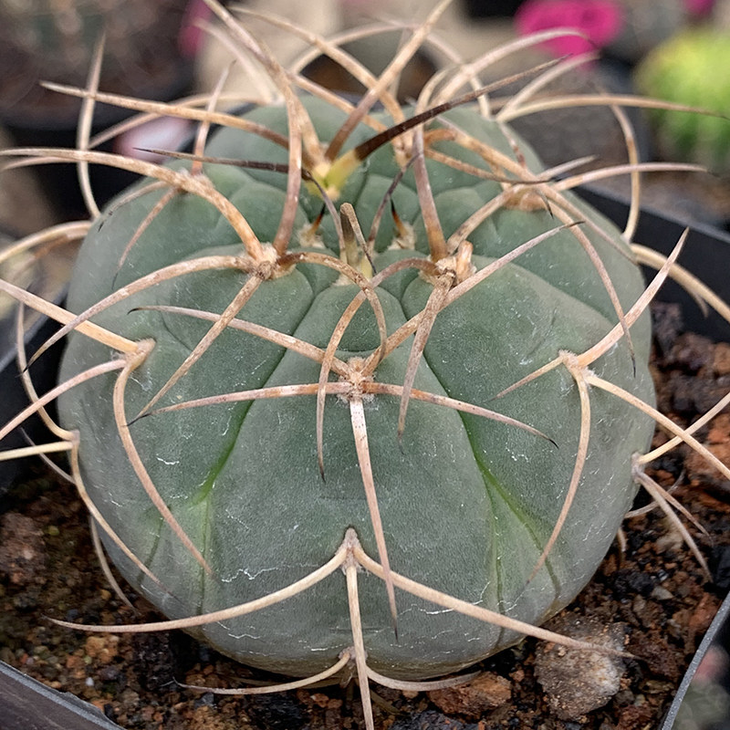 描春实生光琳玉仙人球仙人掌室内防辐射办公室多肉植物绿植花卉