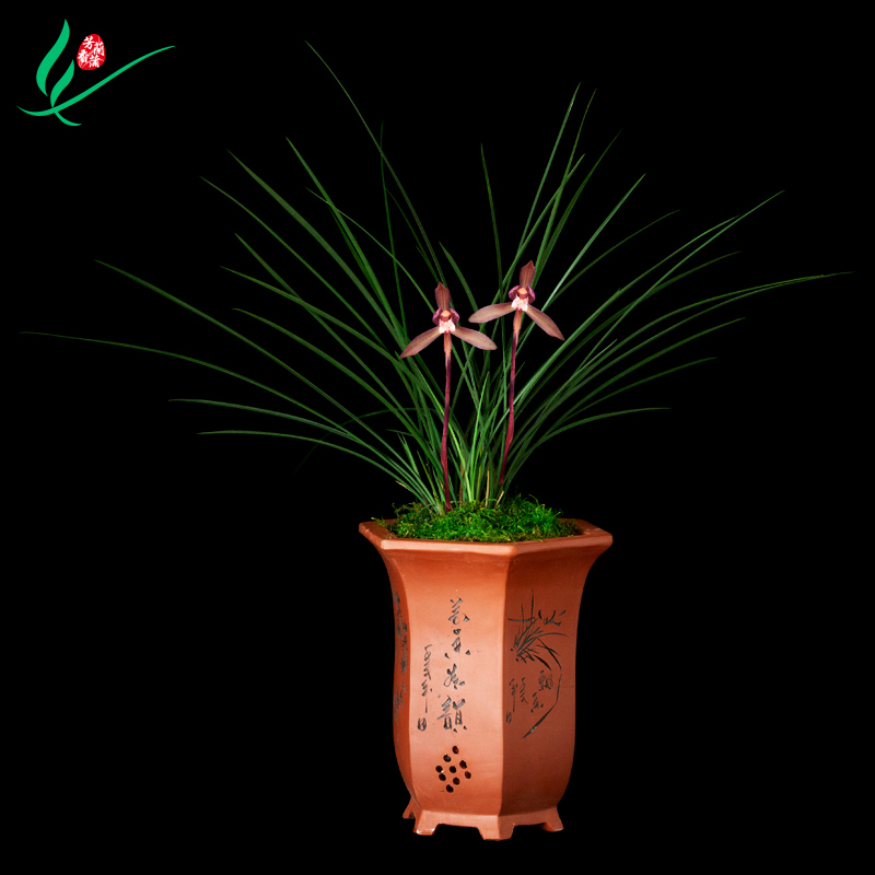 春兰兰花苗吴凤绿带草植物花卉盆景栽土浓香型名贵