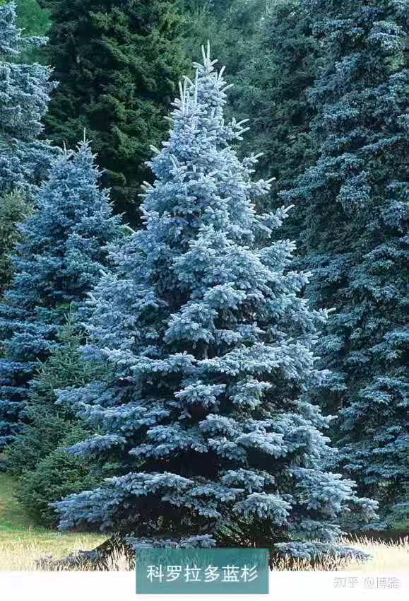 热销科罗拉多蓝杉