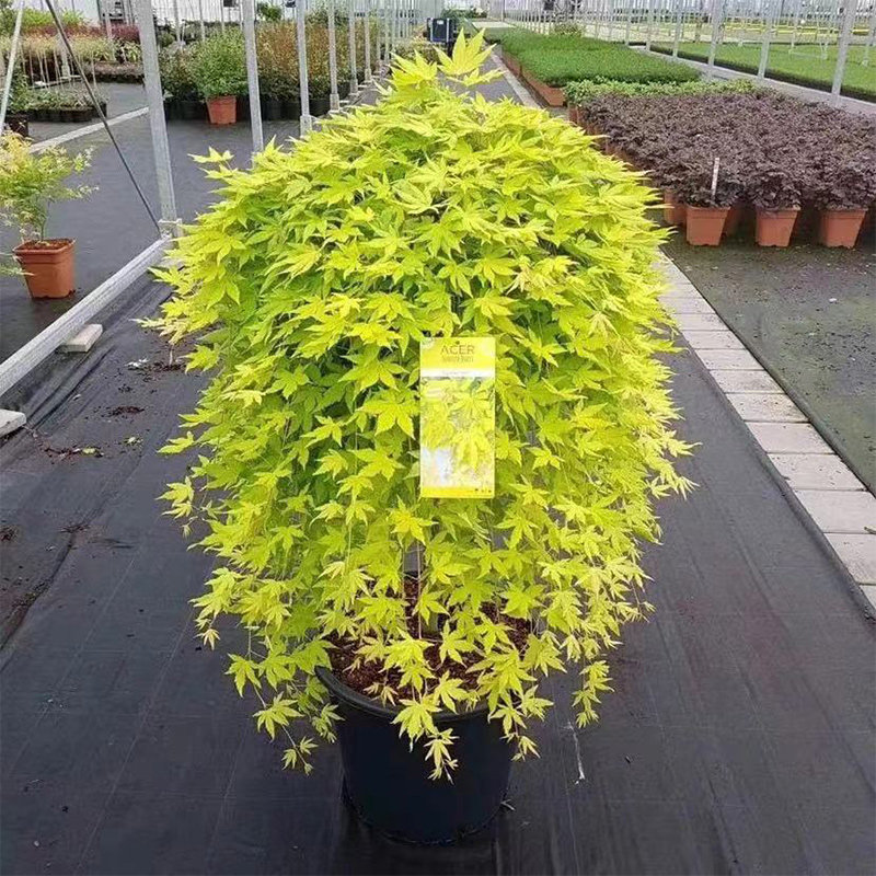 小米の花园-黄金流泉枫树日本红枫瀑布