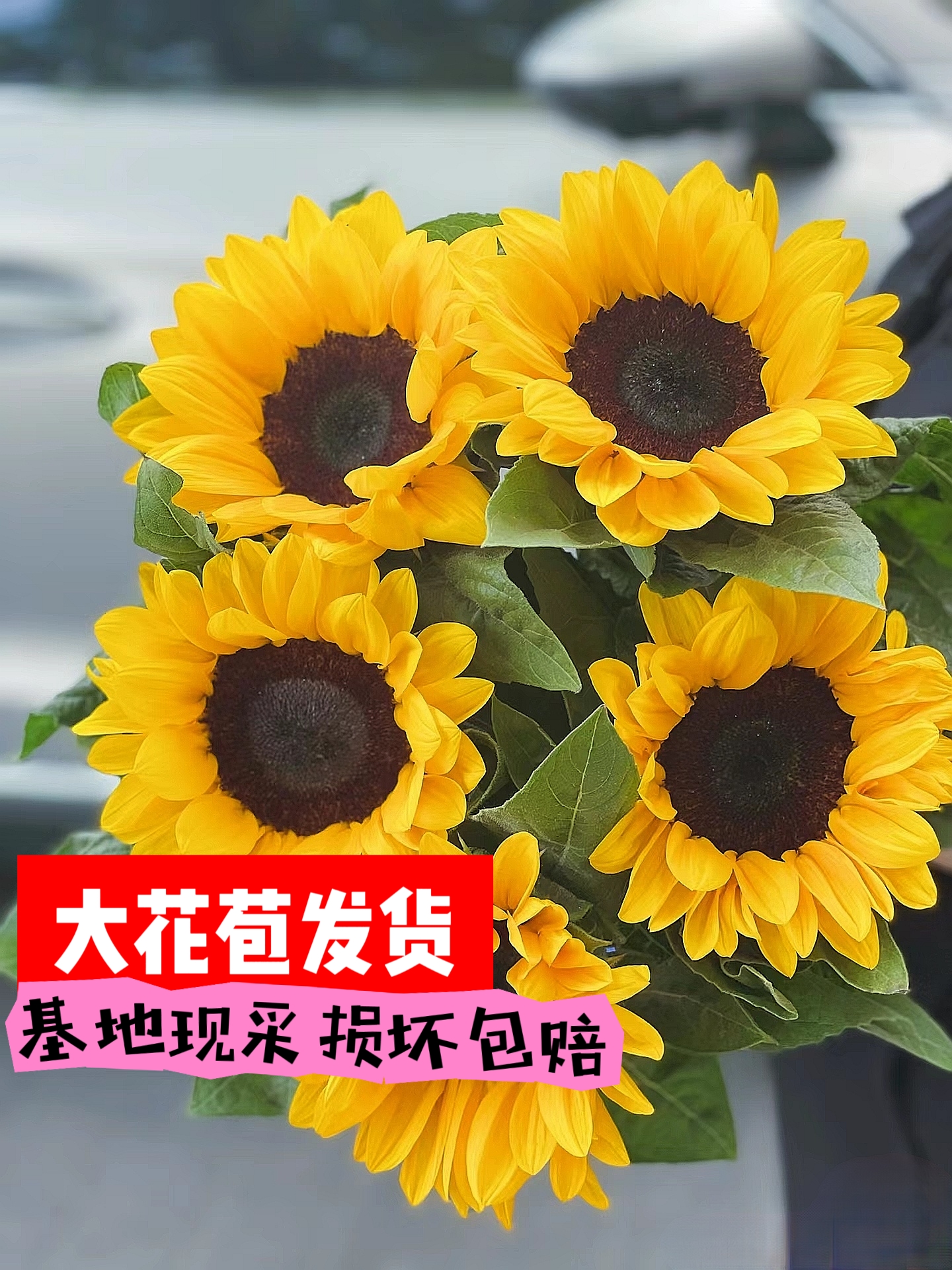 向日葵鲜花大花花束云南基地直发花苞