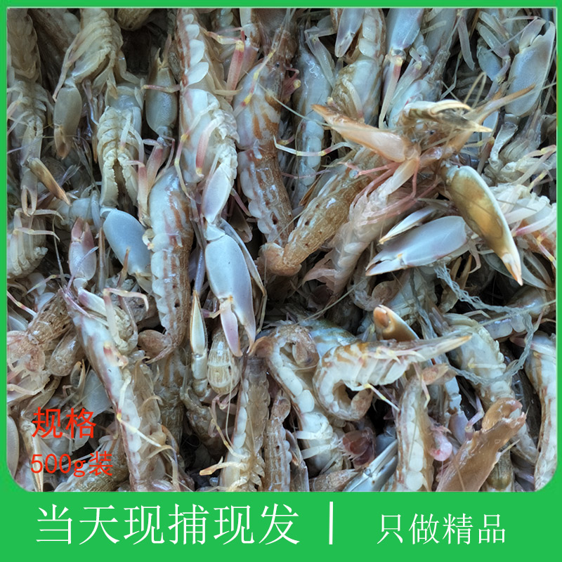 大连野生夹板虾嘎巴虾鲜活海鲜虾怪炝拌嘎巴虾烧烤花虾嘎巴虾海鲜