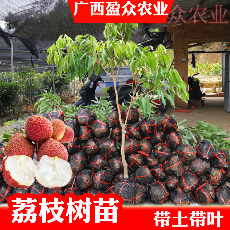 荔枝树苗妃子笑无核A4嫁接果树苗桂味糯米糍白糖罂鸡嘴荔三月红|ruв категории доставка цветов/цветок моделирования/растения садоводства, садовое растение/даосское дерево/фруктовых деревьев, фруктовых деревьев - от Buy2taobao.com для оказания профессиональной услуги покупки агента Taobao