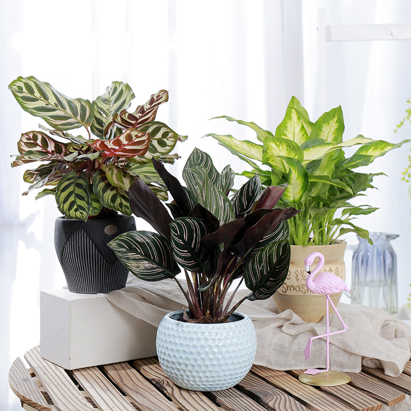 孔雀皇后-特价促销-优惠券领取-价格|多少钱|什么牌子好-35优惠券网站