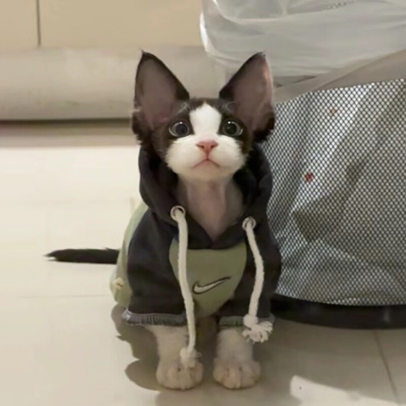 德文卷毛猫纯种黑白开脸异瞳不掉毛宠物双血统赛级虎斑蓝眼睛幼猫