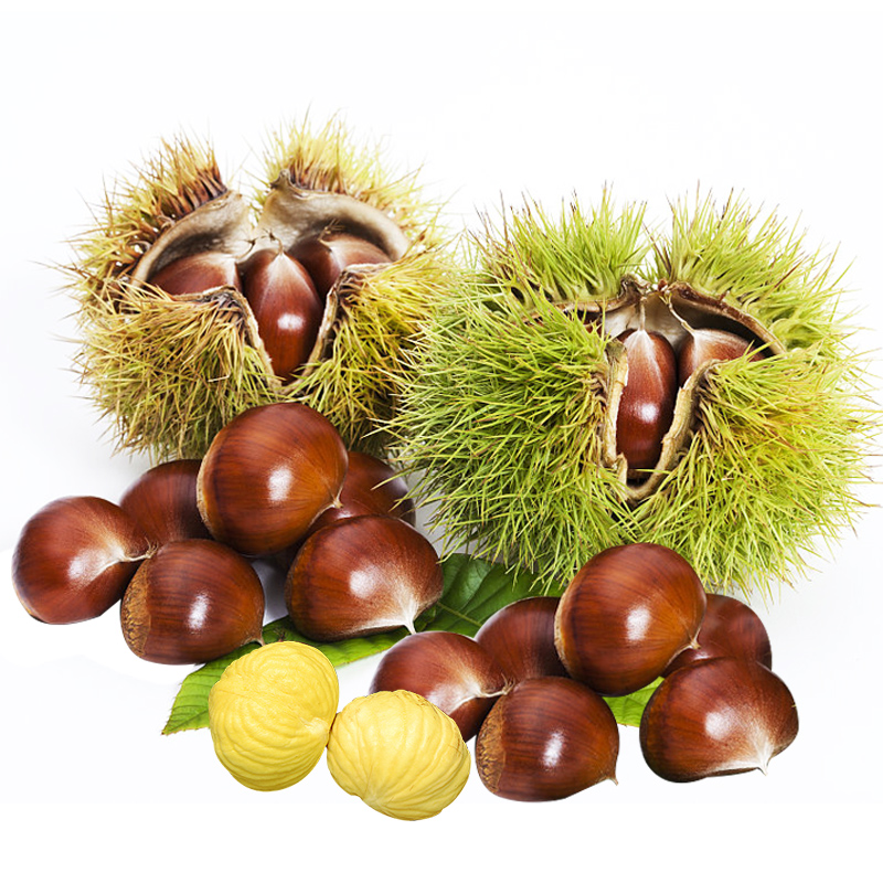 Mountain reservoir Qianxi Chestnut 125 selected Large fruit fresh Chestnuts castanea mollissima Raw chestnut Tastyin the Aquatic meat/Fresh fruits and vegetables/Cooked , Fresh vegetables/Vegetable products , Fresh vegetables , Fresh Chestnut category - from Buy2taobao.com to provide professional Taobao agent buy service
