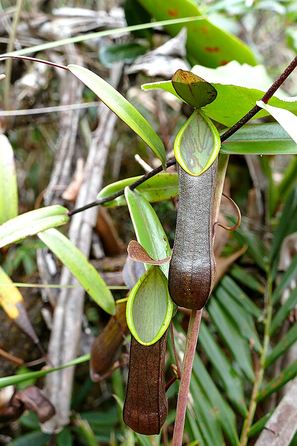 毛盖猪笼草食虫植物漂亮可爱的笼子稀有原种tentaculata——食虫草拖