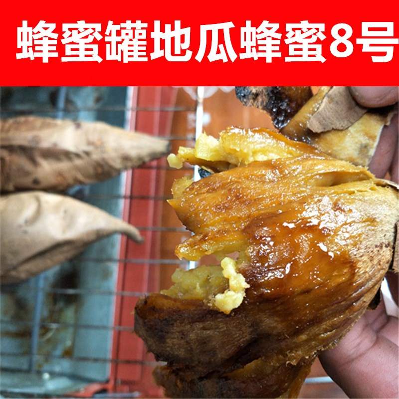 荣成蜂蜜罐新鲜红薯地瓜山东蜜薯山芋白薯蜂蜜8号5包邮
