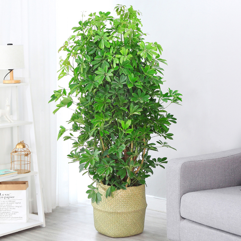 鹅掌柴盆栽植物鸭脚木苗室内净化空气吸甲醛四季绿植招财树七叶莲在类目 鲜花速递/花卉仿真/绿植园艺, 花卉/绿植盆栽(新), 绿植中 - 来自Buy2taobao.com提供专业的淘宝代购服务