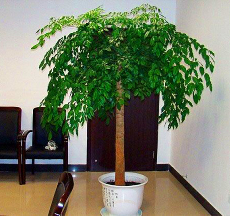 室内大幸福树平安树大型植物客厅办公室盆栽绿宝观叶盆景幸福树