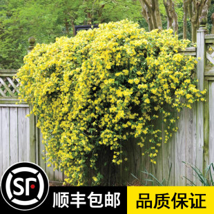 法国香水茉莉花苗爬藤植物耐寒浓香四季常青开花阳台庭院攀援花卉