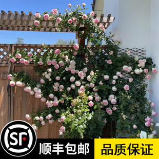 蔷薇花苗藤本月季特大老桩爬藤植物阳台爬墙花卉玫瑰盆栽多季开花