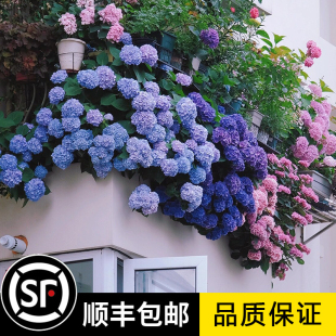 特大无尽夏绣球花苗高杆苗阳台别墅庭院地栽盆栽植物耐寒四季老桩