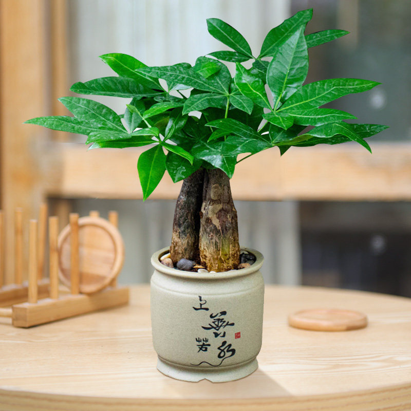 发财树盆栽办公室内客厅观叶花卉植物三杆五辫四季常青小绿植盆景
