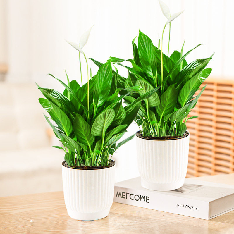 盆栽植物室内花 四季 客厅大盆_白掌盆栽一帆风顺植物室内客厅花卉大