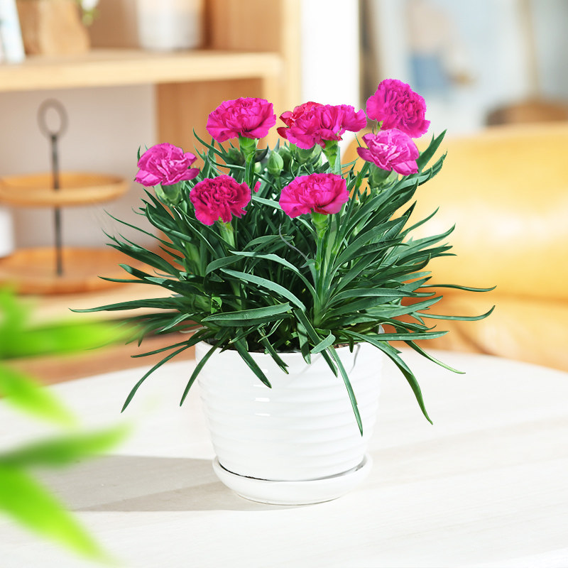 康乃馨盆栽带花苞发货四季开花室内小绿植物易活好养净化空气花卉