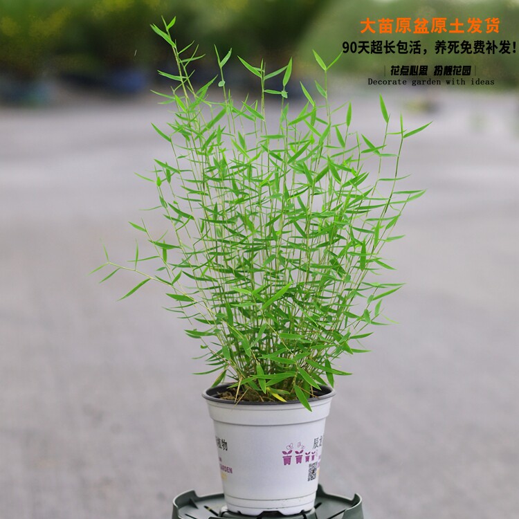 姬翠竹盆景青轴力竹水培绿植竹苗迷你小竹子盆栽植物室内姬竹米竹