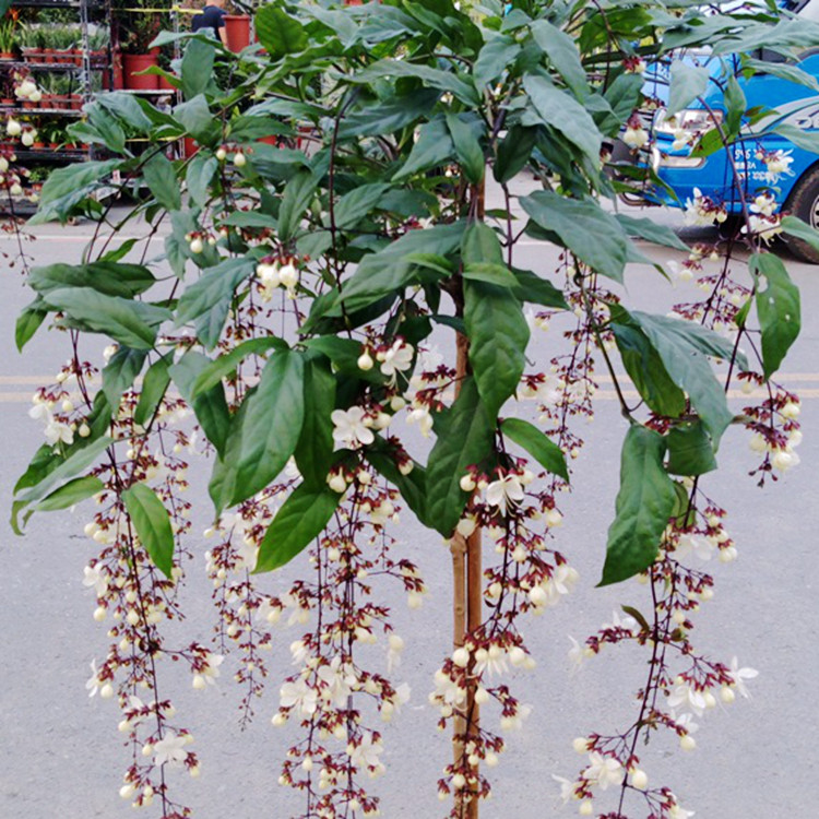 垂枝茉莉 泰国进口绿植盆栽白玉蝴蝶开花清香阳台室内花卉