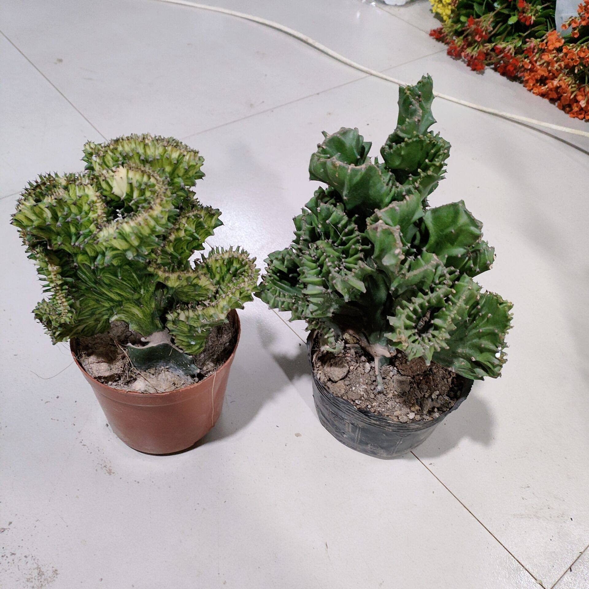 玉扇麒麟玉麒麟2盆到手198元多肉植物