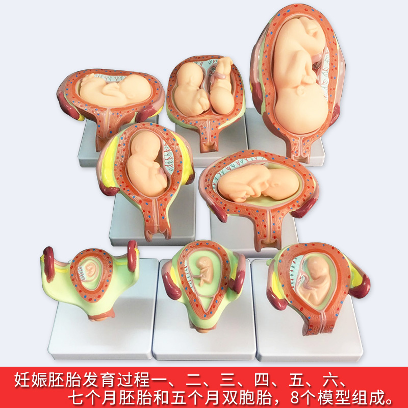 子宫 胎儿模型 计生展示模型 胚胎计划生育模型 妊娠发育过程模型