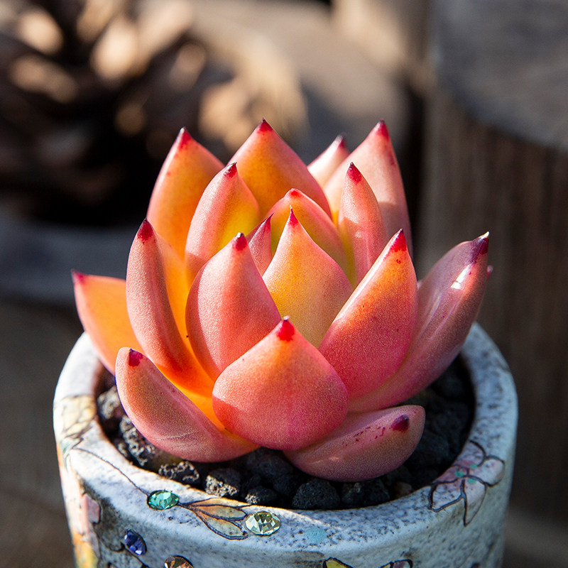 槟云多肉植物办公室内新手大颗好养绿植多肉超萌肉肉小盆栽花陌派