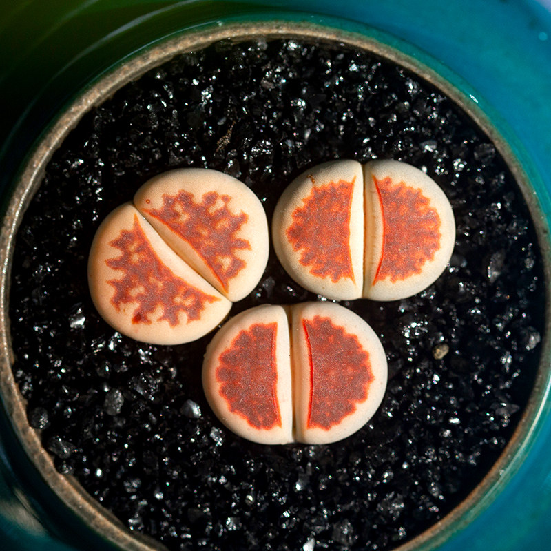 红窗玉优选生石花多肉植物超萌肉肉办公室盆栽屁屁花pp花陌派多肉