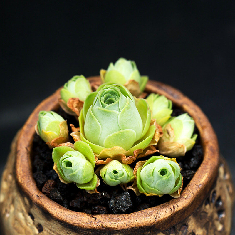 绿翡翠山地玫瑰多肉植物组合盆栽办公室多肉萌肉肉绿植云南花陌派
