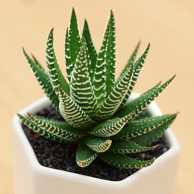 芊姿彩多肉 十二卷 花卉办公室小型盆栽 好养活 多肉植物满额包邮