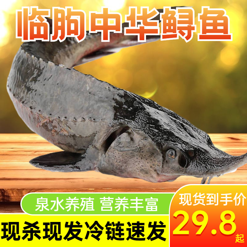 中华鲟-特价促销-优惠券领取-价格|多少钱|什么牌子好-35优惠券网站