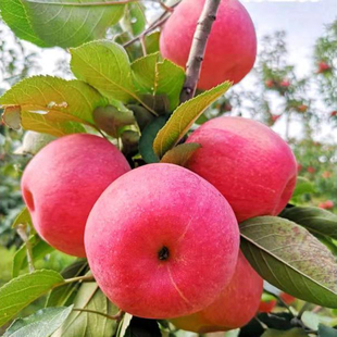 苹果树龙丰寒富奎二苗南北方种植