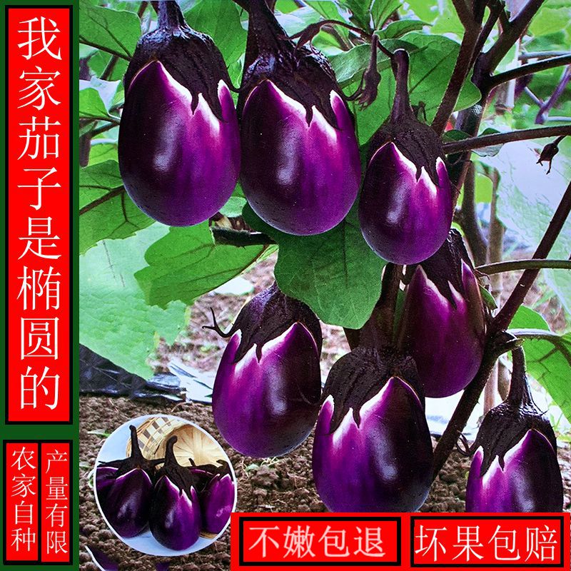 紫光茄子贵州断桥新鲜茄子当季蔬菜天