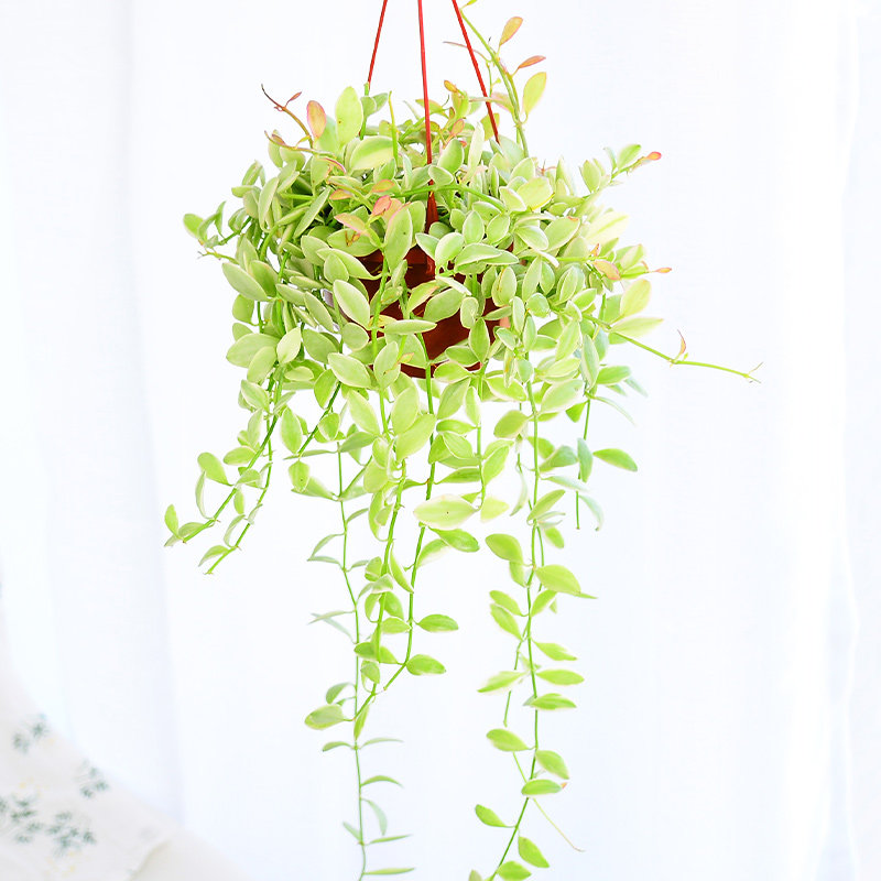 金叶翡翠吊兰盆栽多肉室内长藤垂吊植物情人泪北欧风简约花叶翡翠