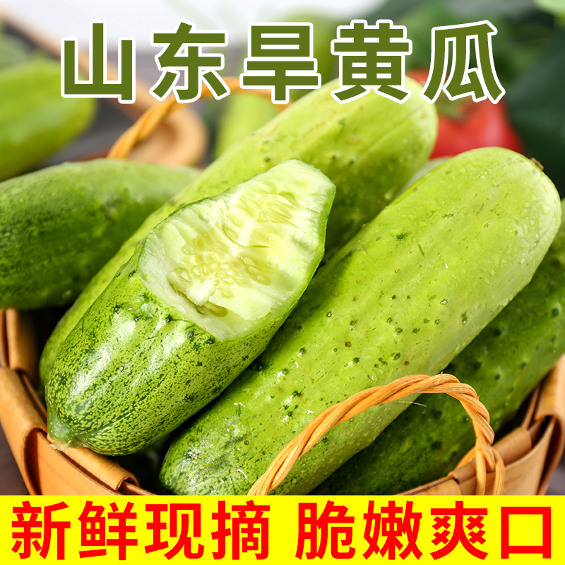 水果黄瓜新鲜现摘山东旱黄瓜青瓜蔬菜