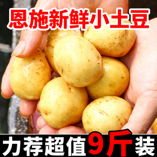 恩施小土豆新鲜现挖湖北黄心土豆10斤包邮迷你马铃薯洋芋士豆蔬菜