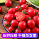 圣女果新鲜西红柿番茄千禧果小番茄自然熟水果当季生吃5斤包邮