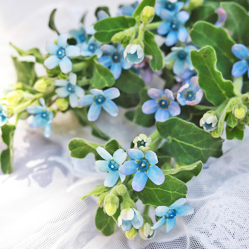 日本蓝星白星鲜花水养家用办公室花束