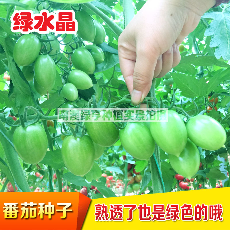 千禧小番茄种子绿超甜圣女果种籽贼不偷小柿子种孑露天四季绿水晶
